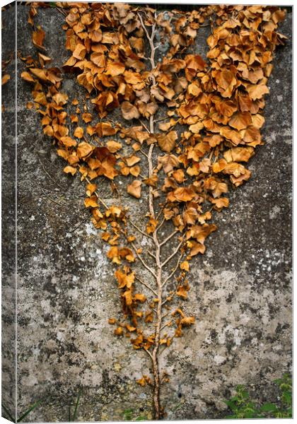 Wall Climbing Slender Tree With Dry Leaves Canvas Print by Artur Bogacki