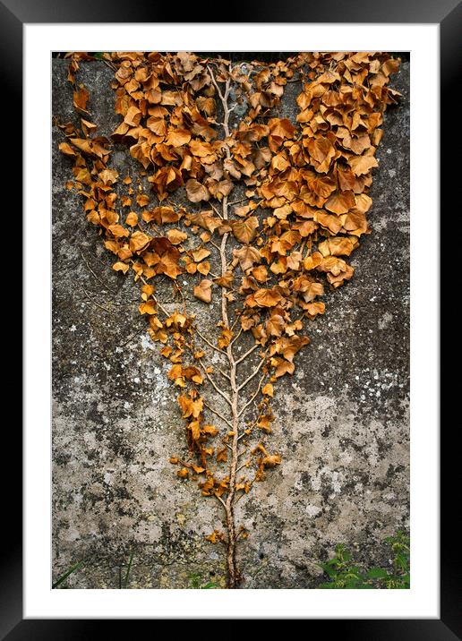 Wall Climbing Slender Tree With Dry Leaves Framed Mounted Print by Artur Bogacki