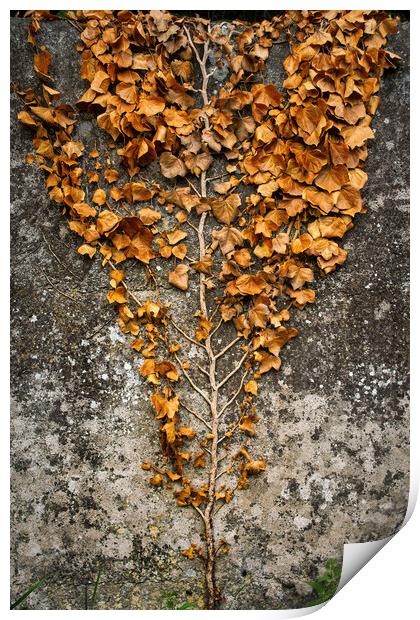 Wall Climbing Slender Tree With Dry Leaves Print by Artur Bogacki