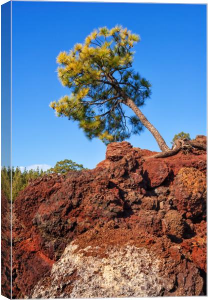 Single Pine Tree On Volcanic Rock Canvas Print by Artur Bogacki