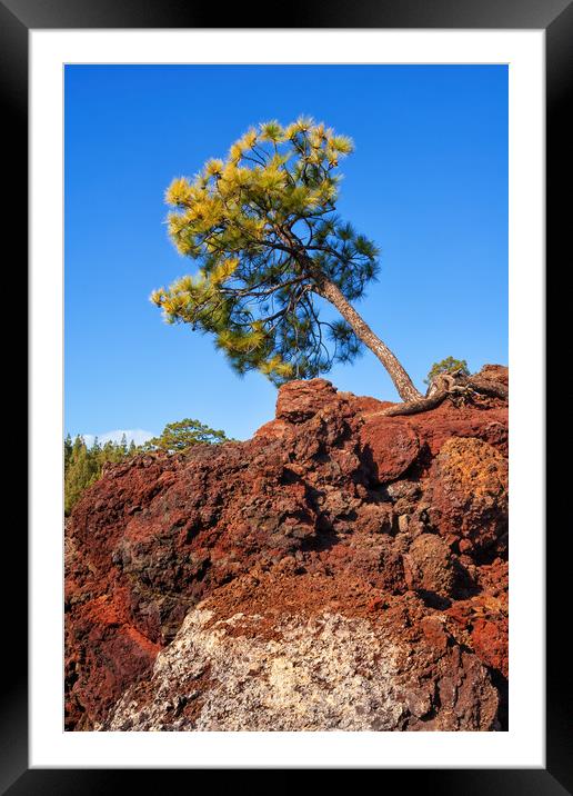 Single Pine Tree On Volcanic Rock Framed Mounted Print by Artur Bogacki