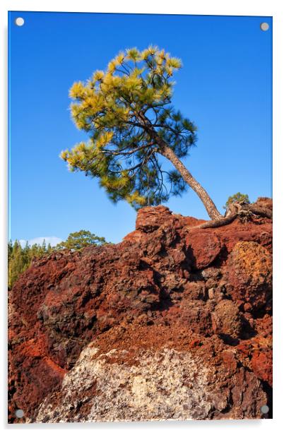 Single Pine Tree On Volcanic Rock Acrylic by Artur Bogacki