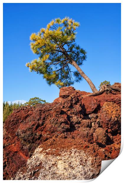 Single Pine Tree On Volcanic Rock Print by Artur Bogacki