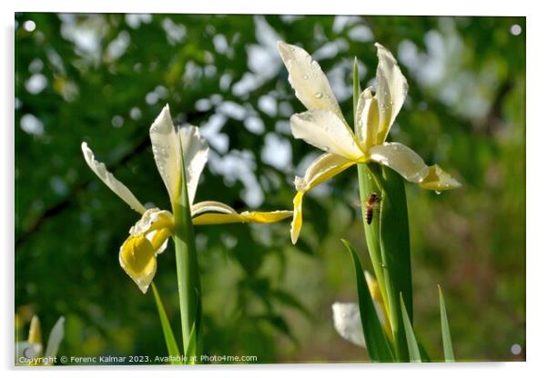 pair of irises Acrylic by Ferenc Kalmar