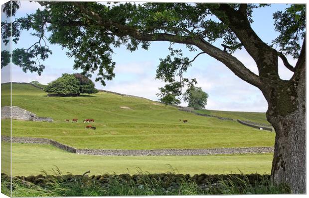 Summer in the Dales. Canvas Print by David Birchall