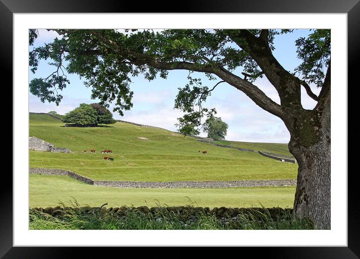 Summer in the Dales. Framed Mounted Print by David Birchall