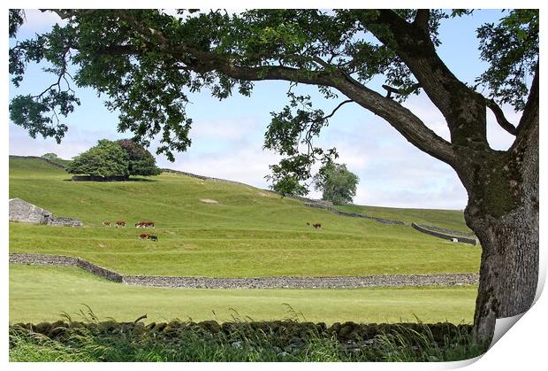 Summer in the Dales. Print by David Birchall