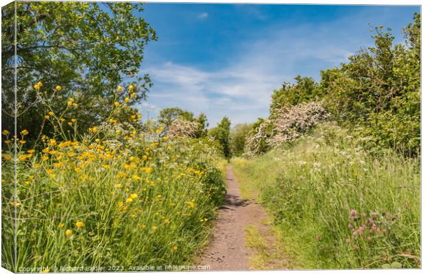 Summer Morning on the Tees Railway Walk at Mickleton (2) Canvas Print by Richard Laidler