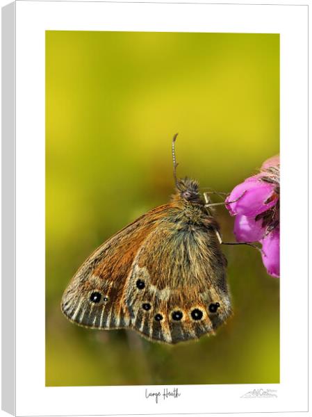 Large Heath butterfly Canvas Print by JC studios LRPS ARPS