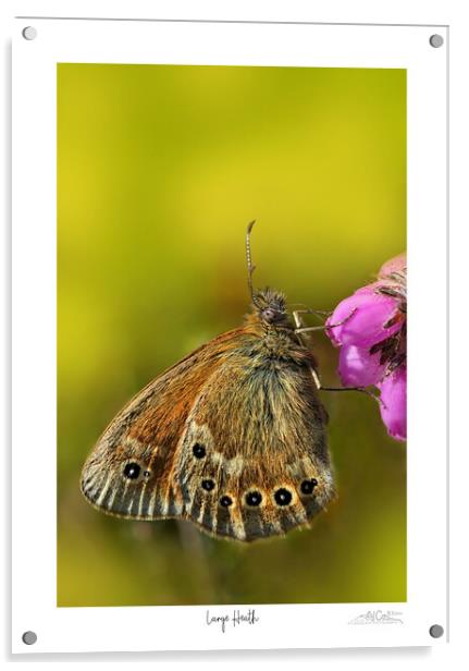 Large Heath butterfly Acrylic by JC studios LRPS ARPS