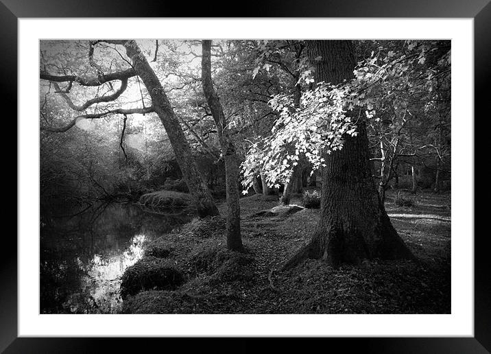 by the river bank Framed Mounted Print by Dorit Fuhg