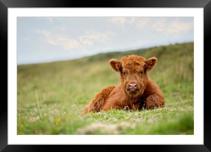 A Highland calf lying in a grassy field Framed Mounted Print by Images of Devon