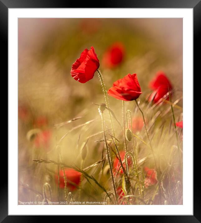 Poppy flower Framed Mounted Print by Simon Johnson