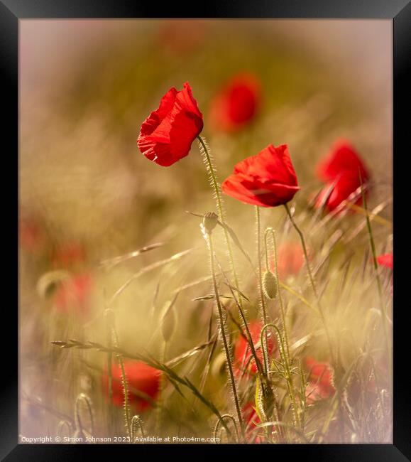 Poppy flower Framed Print by Simon Johnson