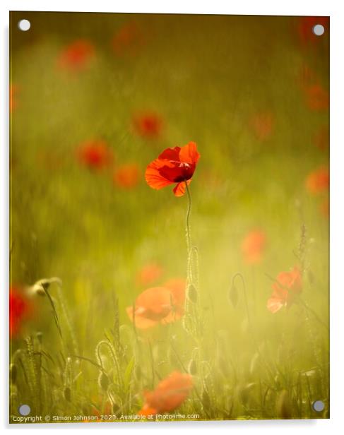 sunlit Poppy Acrylic by Simon Johnson
