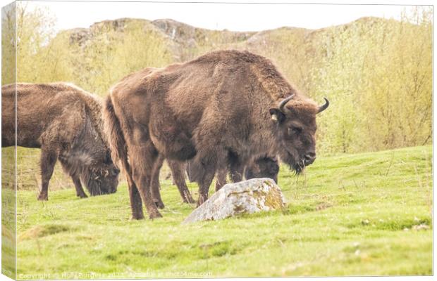 Revival of the Scottish Wilderness Bison Canvas Print by Holly Burgess