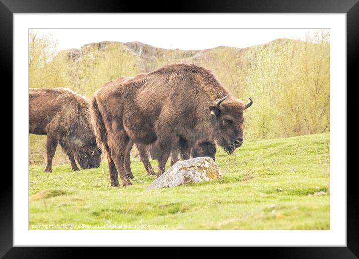 Revival of the Scottish Wilderness Bison Framed Mounted Print by Holly Burgess