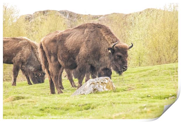 Revival of the Scottish Wilderness Bison Print by Holly Burgess