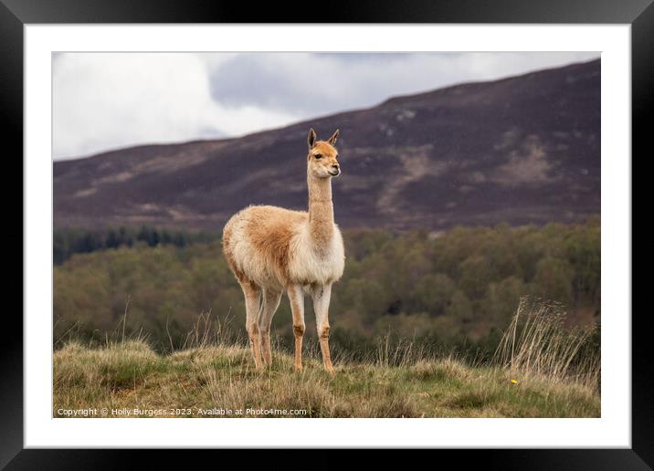 Llama's Serene Solitude Amidst Andean Peaks Framed Mounted Print by Holly Burgess