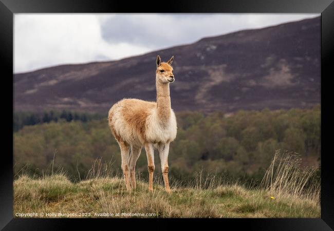Llama's Serene Solitude Amidst Andean Peaks Framed Print by Holly Burgess