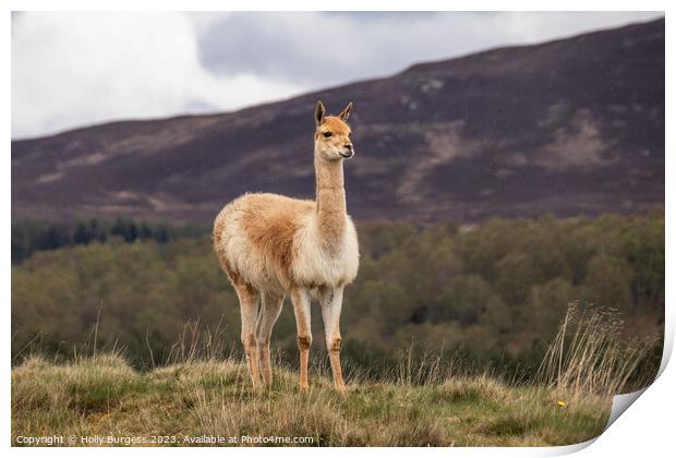 Llama's Serene Solitude Amidst Andean Peaks Print by Holly Burgess