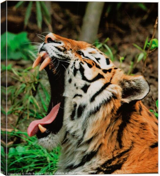 Roaring Satsuma Tiger: Fearsome Wilderness Masterp Canvas Print by Holly Burgess