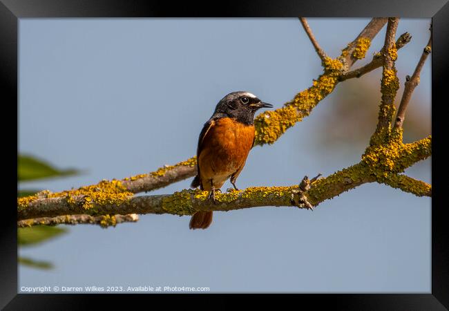 Male Redstart (m) Framed Print by Darren Wilkes