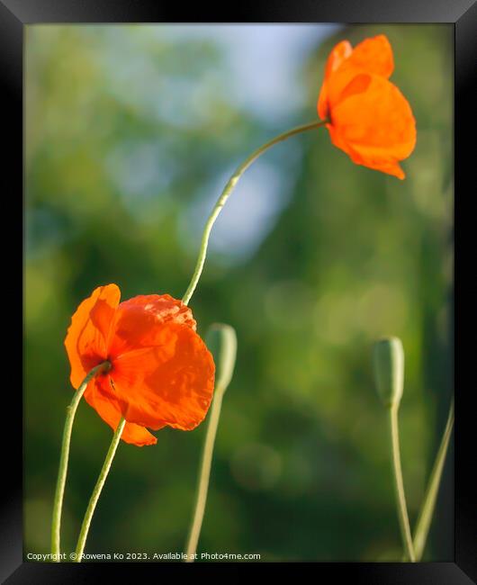 Radiant poppies under summer sun Framed Print by Rowena Ko