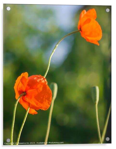 Radiant poppies under summer sun Acrylic by Rowena Ko