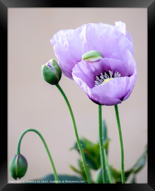Purple Poppies Framed Print by Rowena Ko
