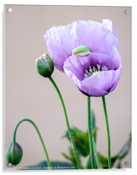 Purple Poppies Acrylic by Rowena Ko