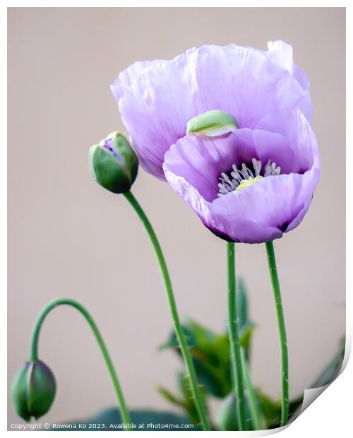Purple Poppies Print by Rowena Ko