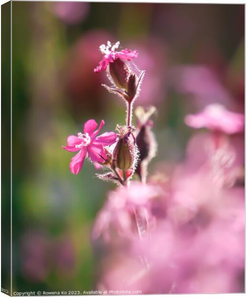 Red campion's Summer Bloom Canvas Print by Rowena Ko