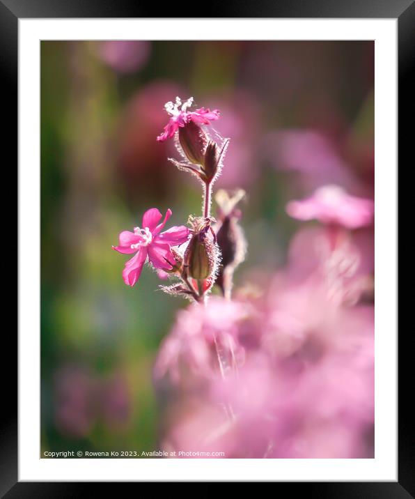 Red campion's Summer Bloom Framed Mounted Print by Rowena Ko