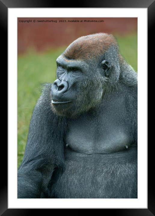 Charismatic Gorilla Lope's Mischievous Portrait Framed Mounted Print by rawshutterbug 