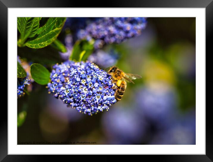 Honey Bee gathering on Ceanothus 'Blue Diamond' Ca Framed Mounted Print by Martin Day