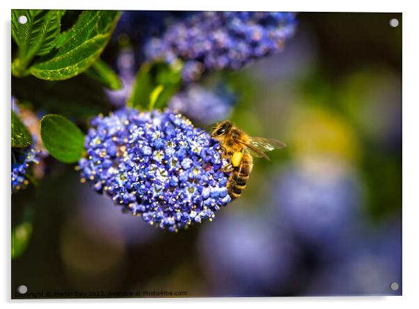 Honey Bee gathering on Ceanothus 'Blue Diamond' Ca Acrylic by Martin Day