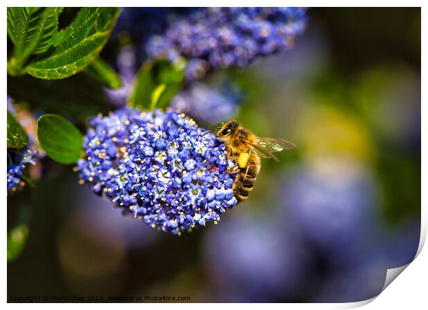 Honey Bee gathering on Ceanothus 'Blue Diamond' Ca Print by Martin Day