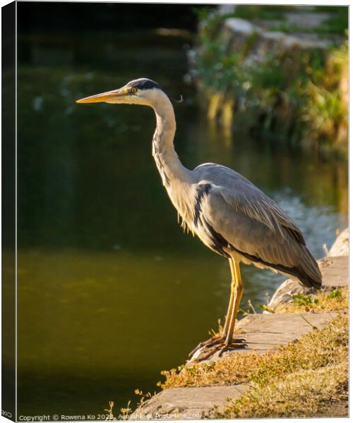 Serene Heron Standing by the canal's Edge Canvas Print by Rowena Ko