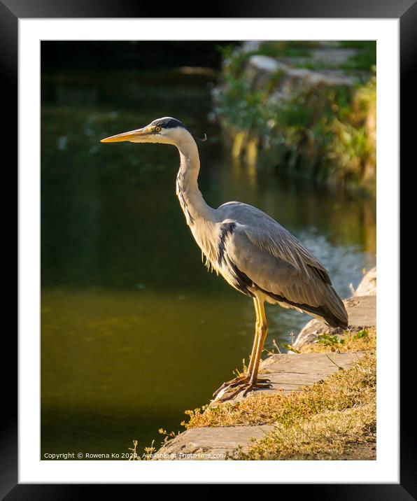 Serene Heron Standing by the canal's Edge Framed Mounted Print by Rowena Ko