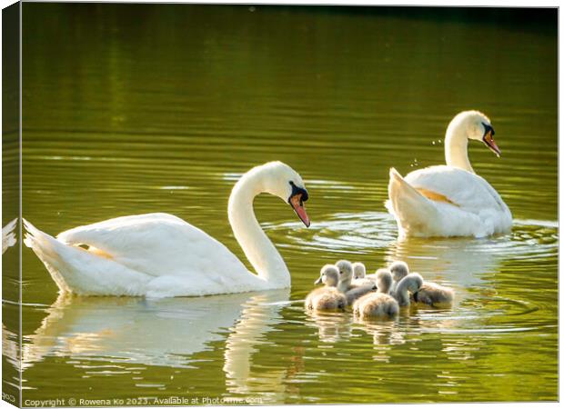 Graceful Swan Family Gliding on Water Canvas Print by Rowena Ko