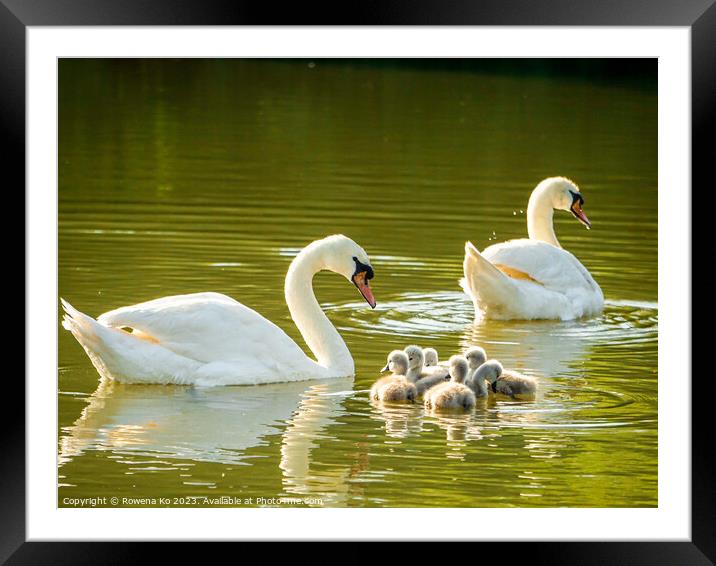 Graceful Swan Family Gliding on Water Framed Mounted Print by Rowena Ko