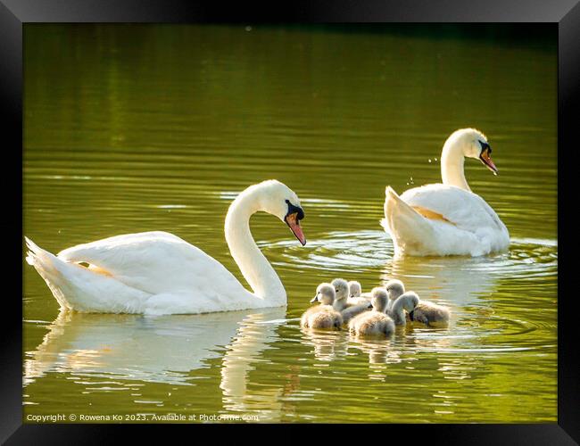 Graceful Swan Family Gliding on Water Framed Print by Rowena Ko