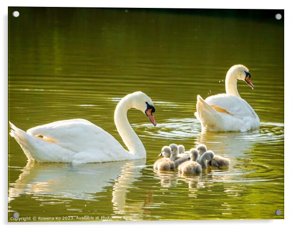 Graceful Swan Family Gliding on Water Acrylic by Rowena Ko