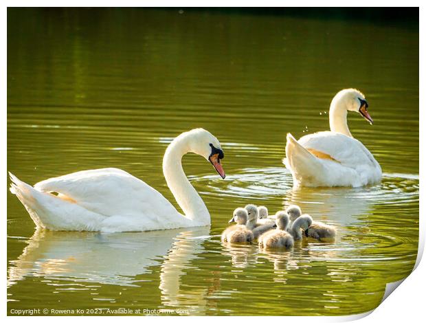 Graceful Swan Family Gliding on Water Print by Rowena Ko