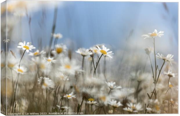 Daisies Canvas Print by Liz Withey