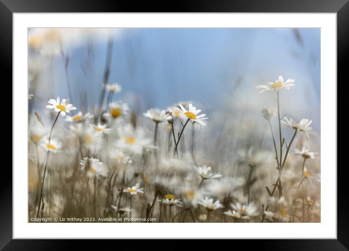 Daisies Framed Mounted Print by Liz Withey