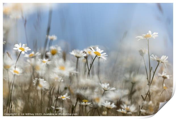 Daisies Print by Liz Withey