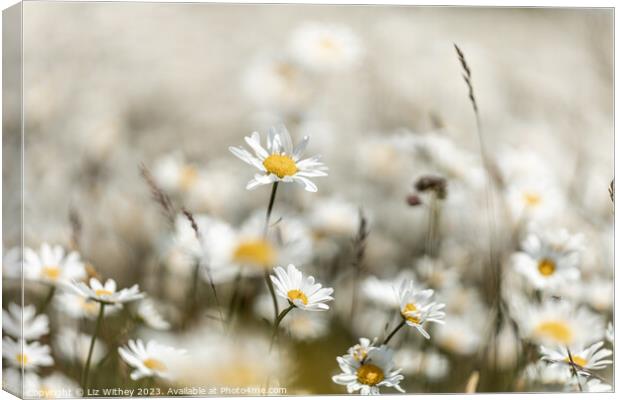 Daisies Canvas Print by Liz Withey