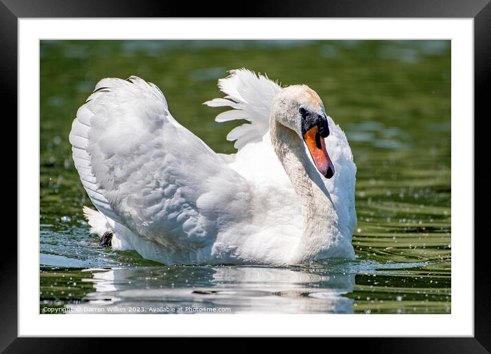 Mute Swan Display Framed Mounted Print by Darren Wilkes